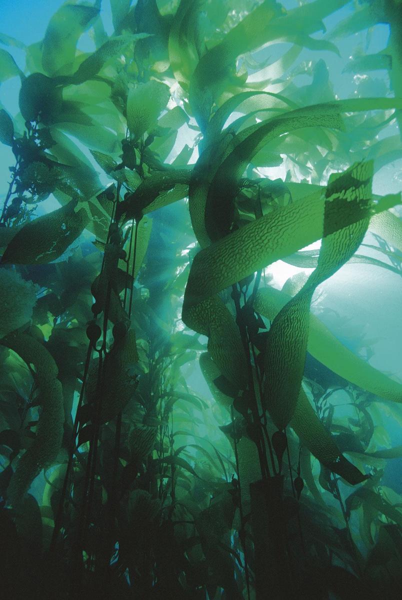 Créer des forêts sous-marines pour accroître la population de poissons.