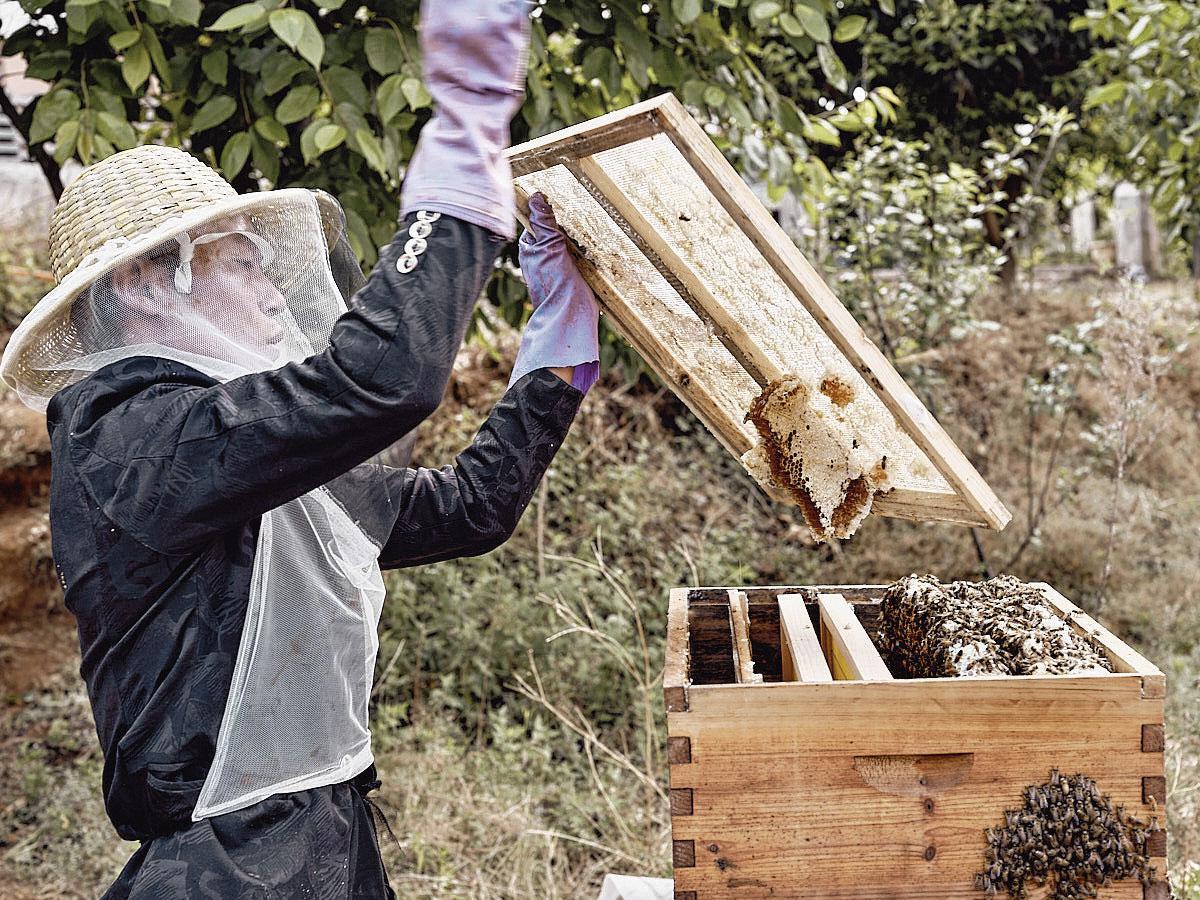 Un jeune apiculteur local a installé ses ruches sur les terres de la ferme. Cela lui permet d'y apposer un label très convoité de certification bio.