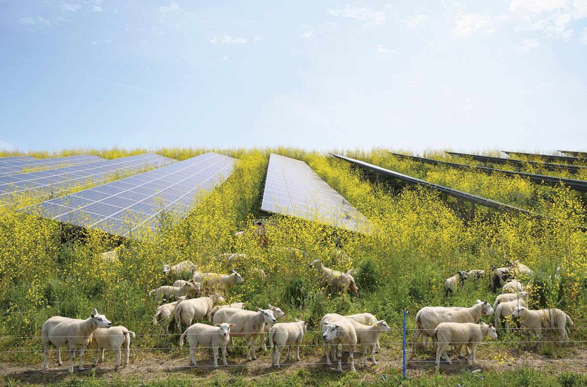 Aux Pays-Bas, des champs mêlent élevage, luzerne, graminées et production photovoltaïque.