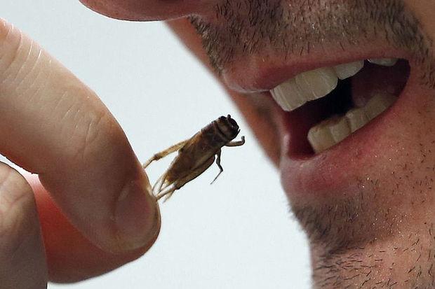 De interesse in het eten van insecten neemt ook in de westerse wereld toe
