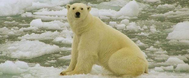 'De ijsbeer zullen we uitsluitend nog kennen van natuurdocumentaires'