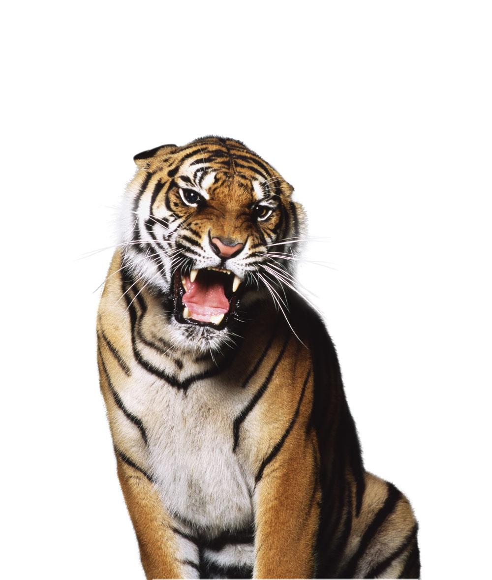 In Azië zouden 8000 tijgers in vreselijke omstandigheden in gevangenschap leven.