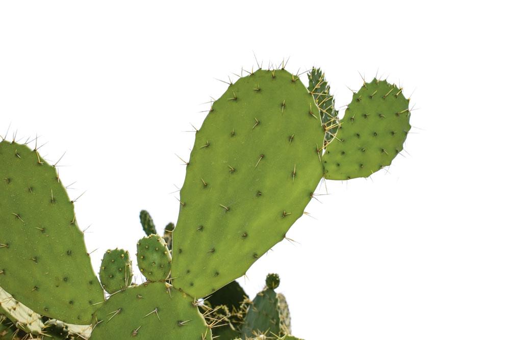  Wilde cactussen zijn als taxonomische groep méér bedreigd dan vogels en zoogdieren.