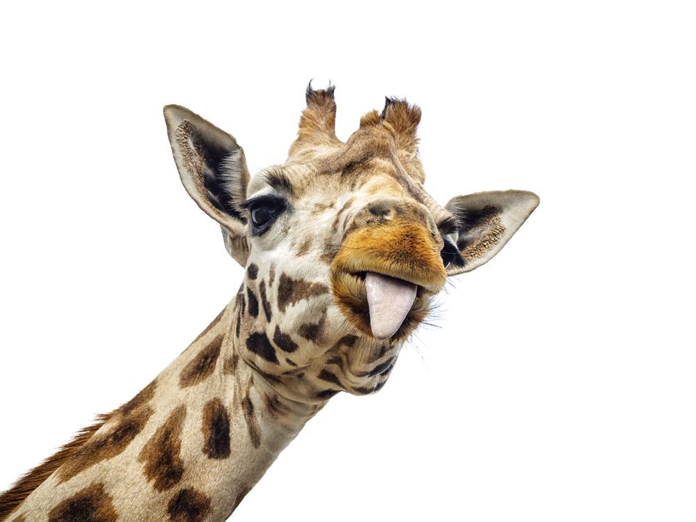 Als gevolg van stroperij blijven er minder dan 100.000 giraffen over in de natuur.