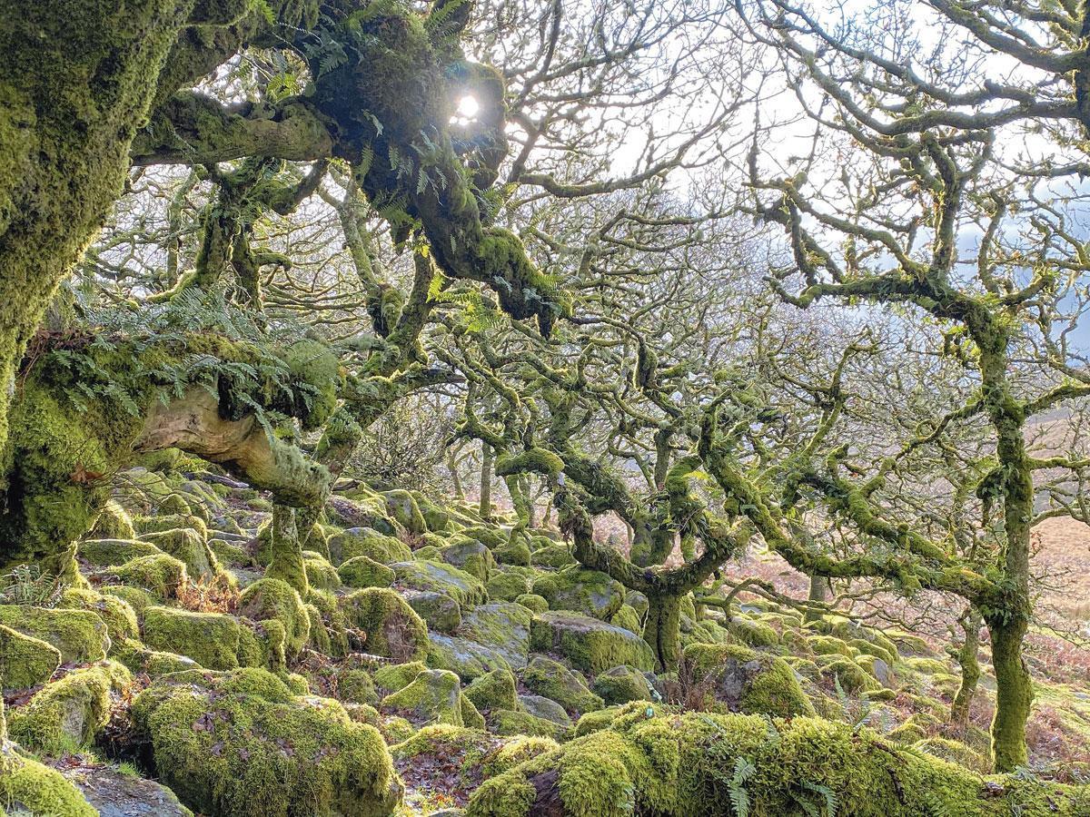 Enrayer l'effondrement passe par l'adoption de plans de sauvetage de forêts primaires comme ici, dans le Devon (Angleterre).