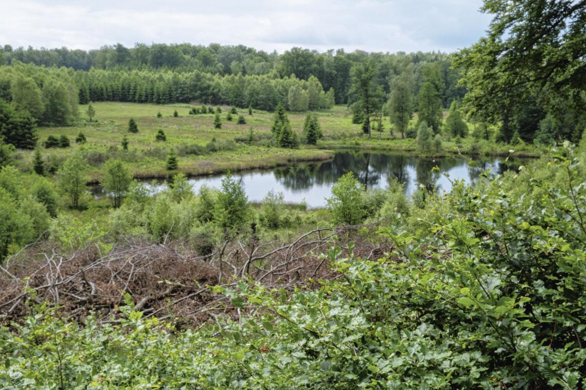 La forêt domaniale de Saint-Michel Freyr, en Ardenne. Des aides européennes ont permis de restaurer des milieux naturels en Wallonie.