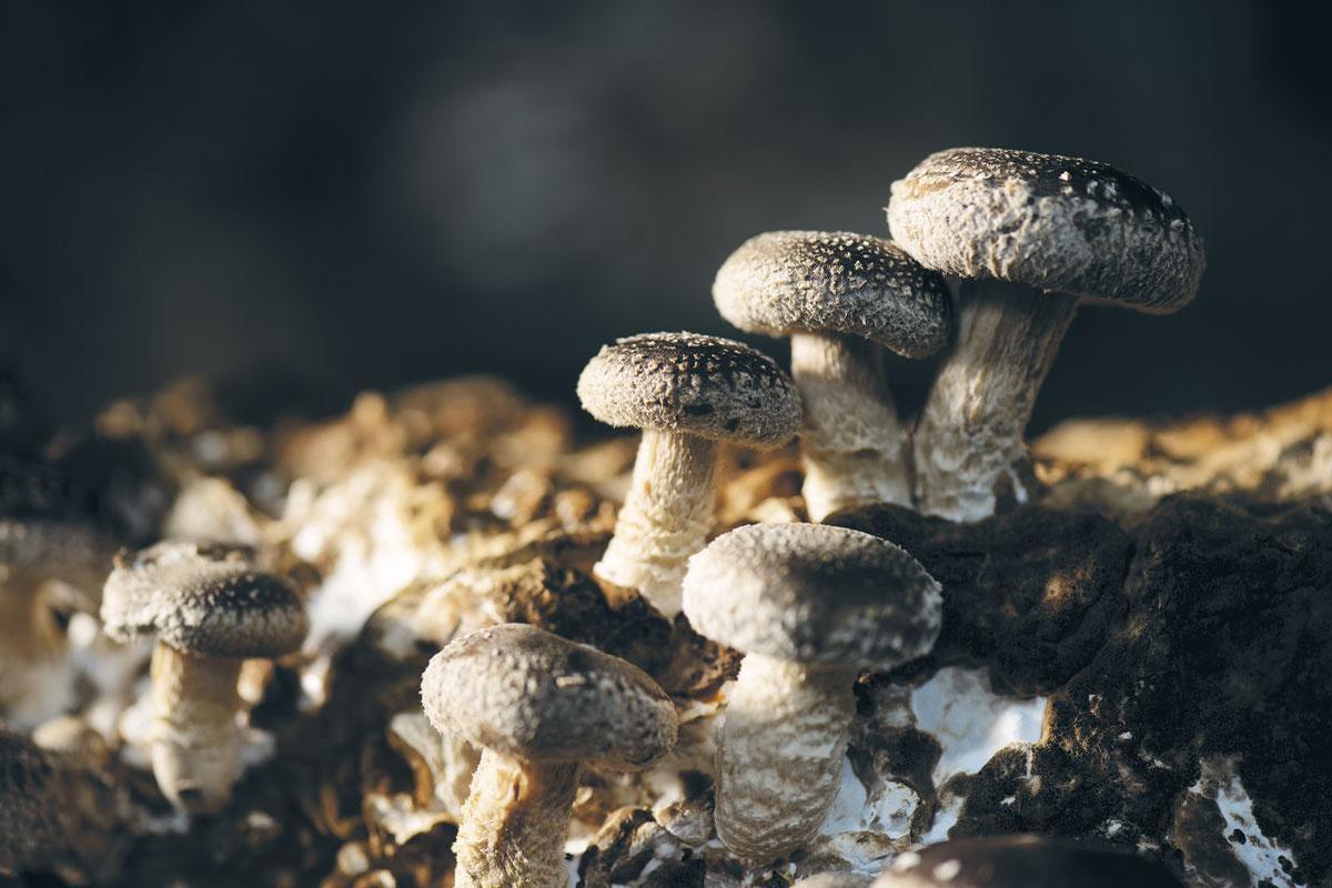 Shiitake: Japanse delicatesse in België gemaakt uit biobier en brood