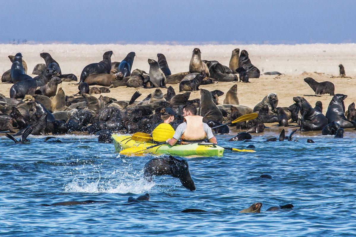 Zeeleeuwen verzamelen op Walvisbaai.