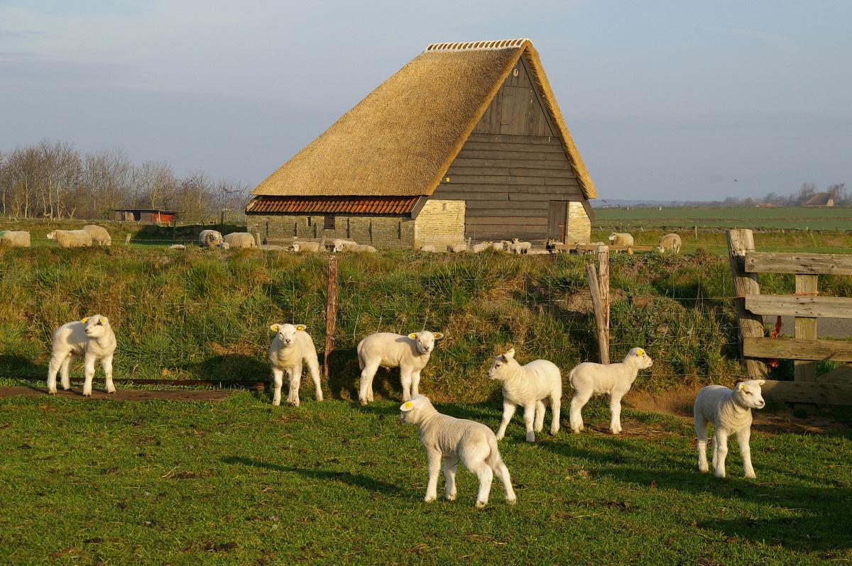 Lammetjes bij een schapenboet
