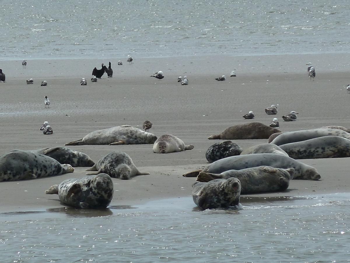 Zeehonden