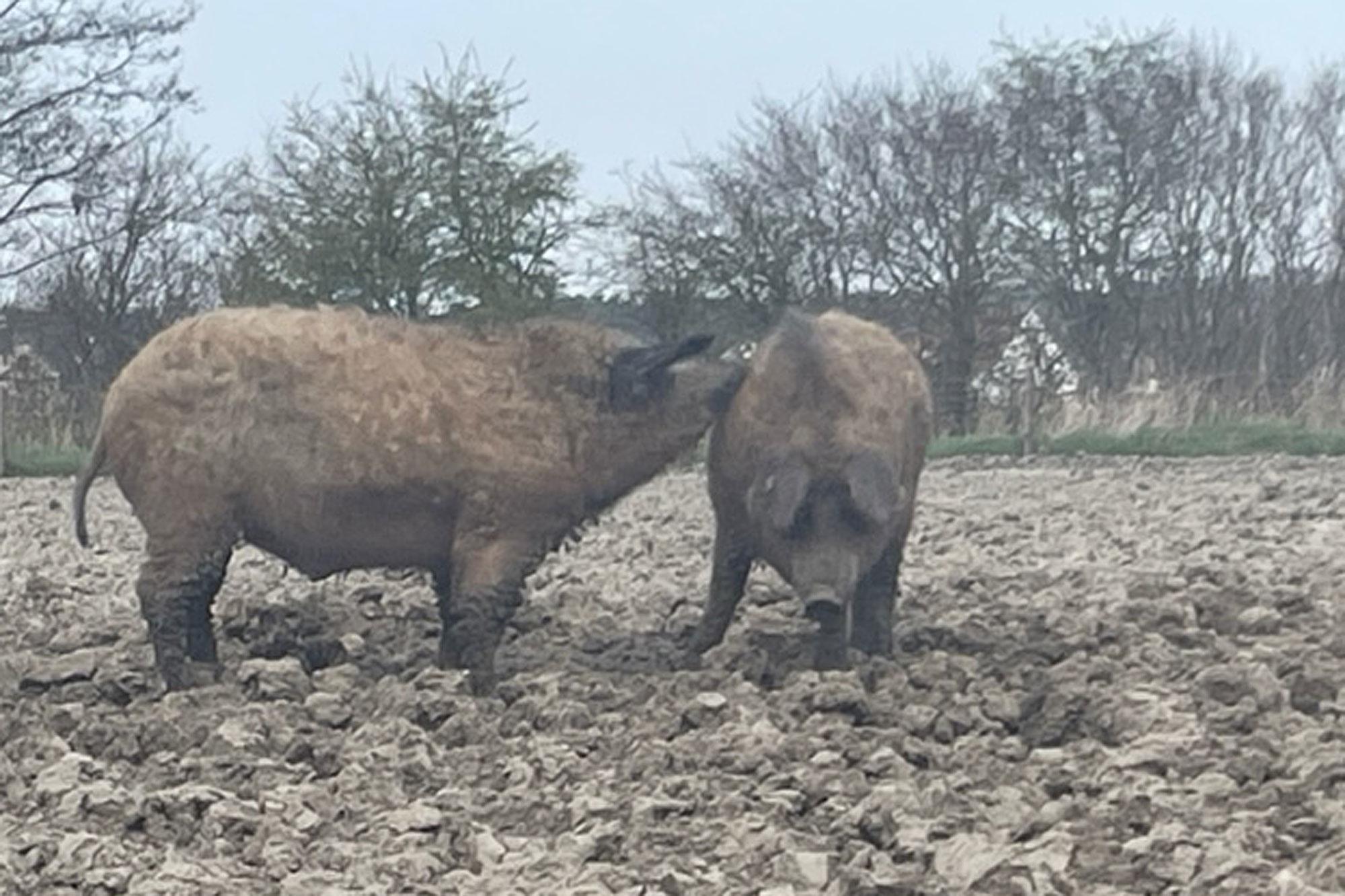 Het wol- of magalicavarken is een zwijn dat in het wild over de Hongaarse steppe draaft en nu met zijn dikke vacht over de velden in de polders dendert.