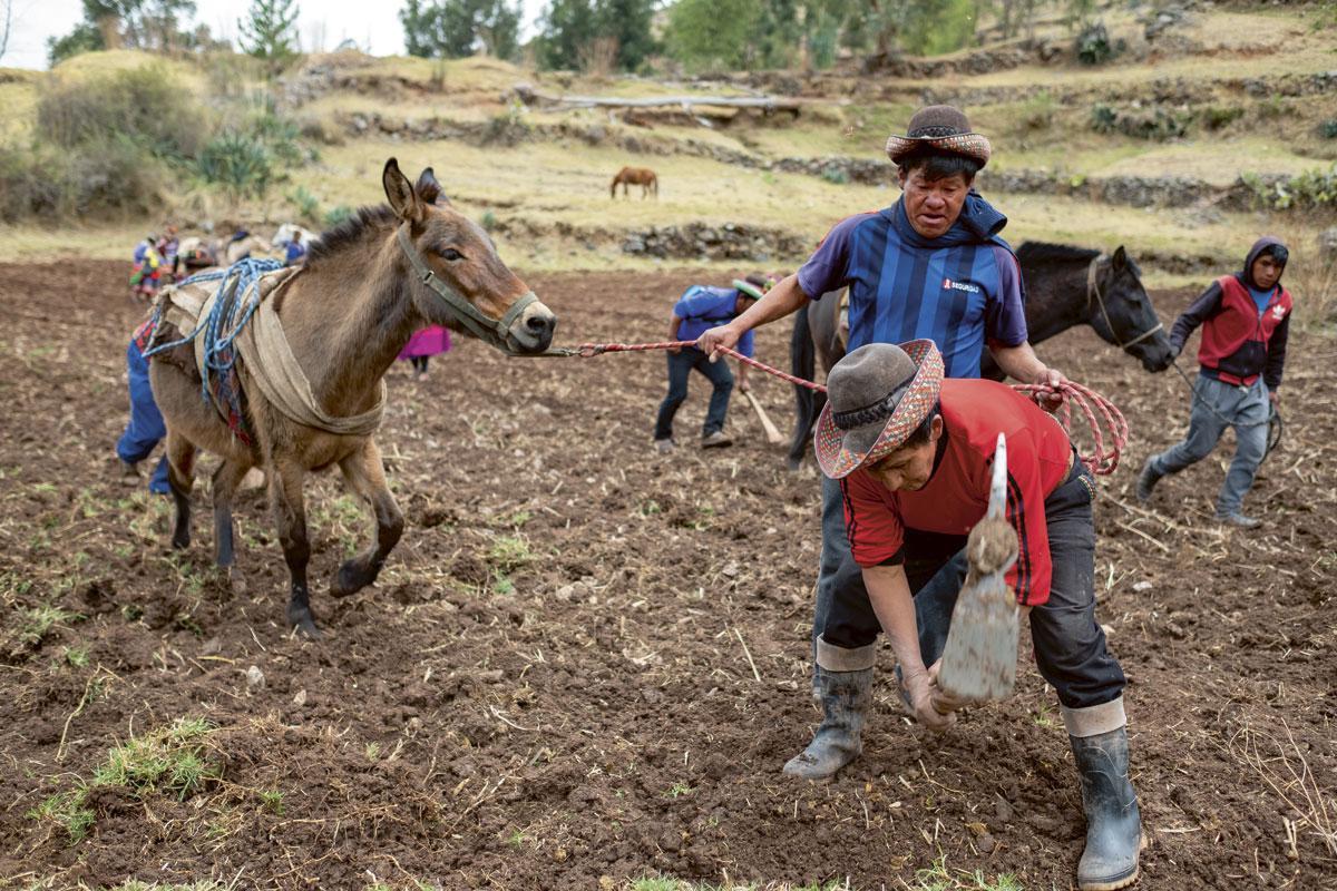 Quechua-boeren ploegen de grond om om maïs te zaaien. De meertjes maakten een eind aan de waterschaarste en brachten de gemeenschapszin terug.