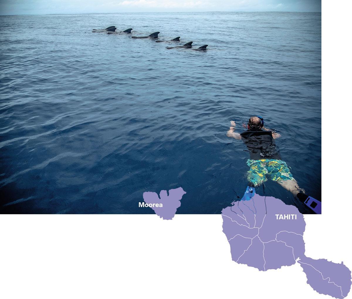 Nager avec des baleines dans le Pacifique sud (reportage)