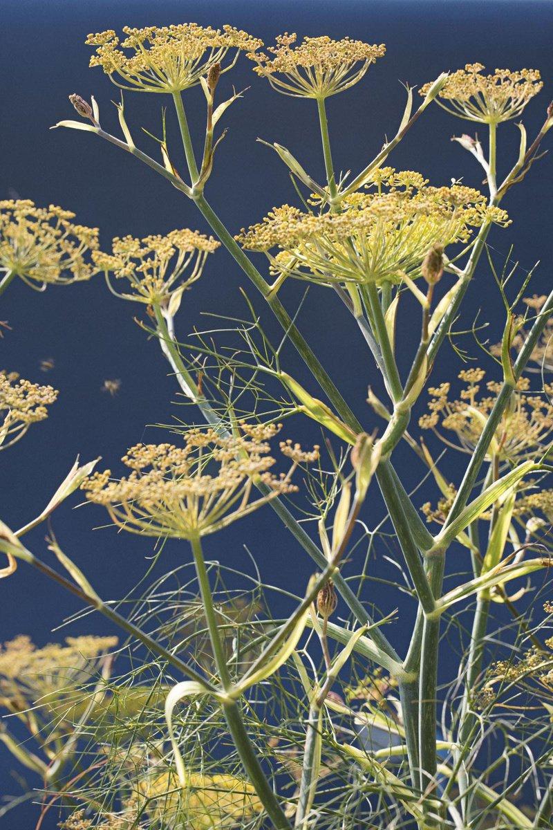 Fleurs de fenouil noir.