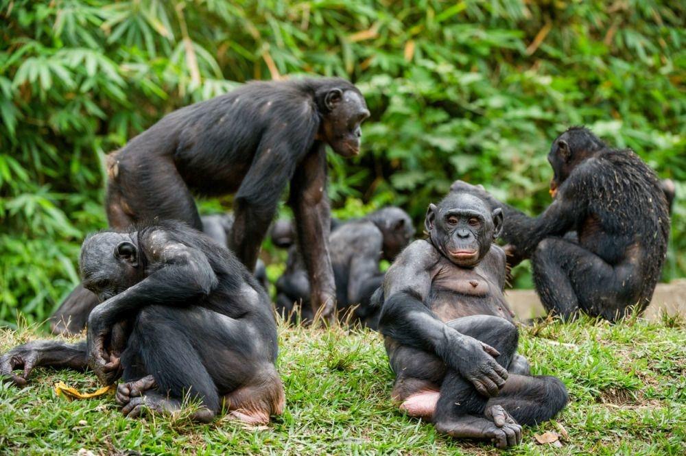 Bonobo's.