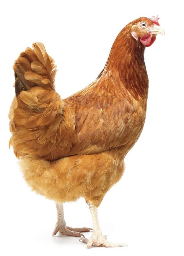 La grippe aviaire sera-t-elle la prochaine pandémie ?