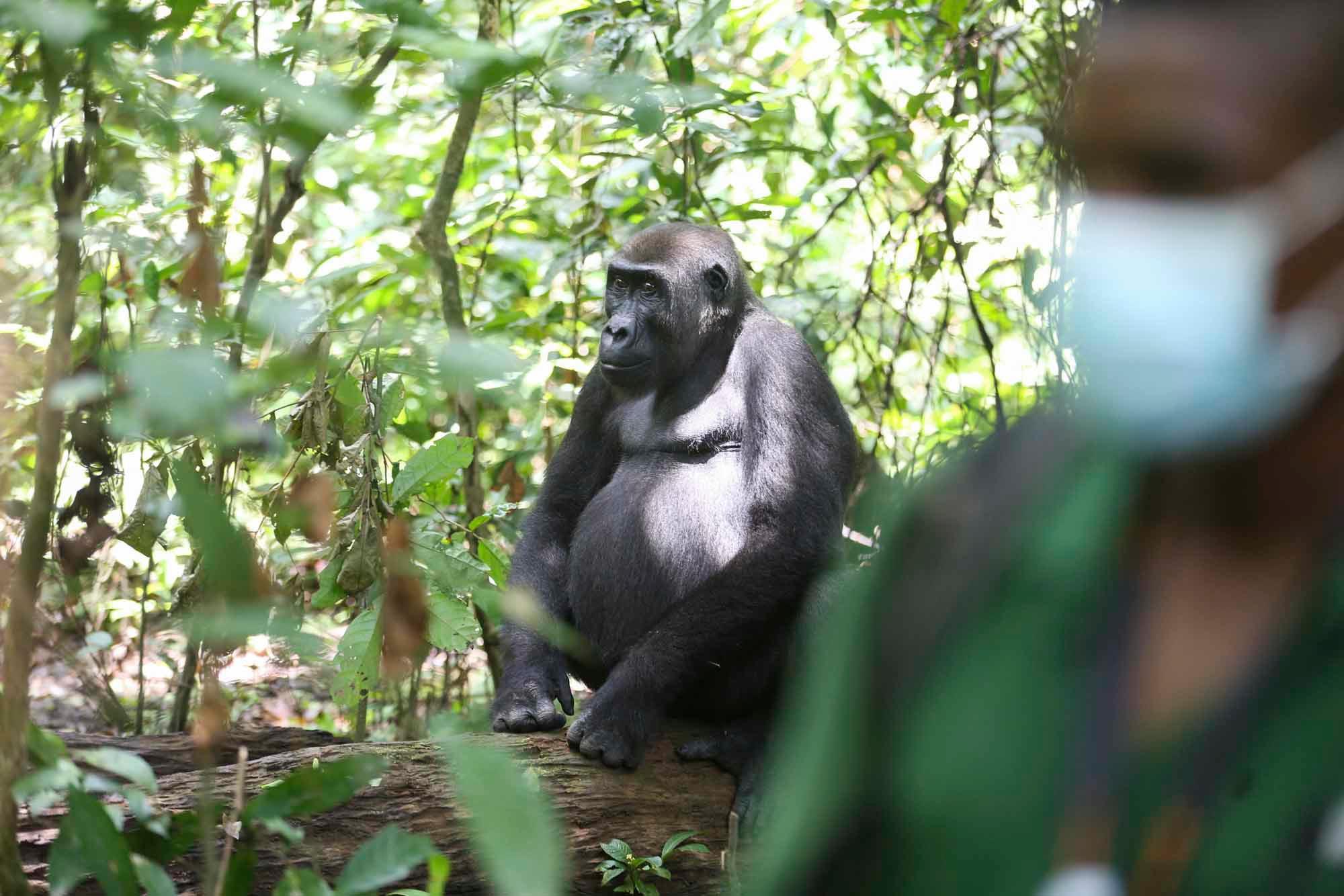 A la rencontre des gorilles du Gabon