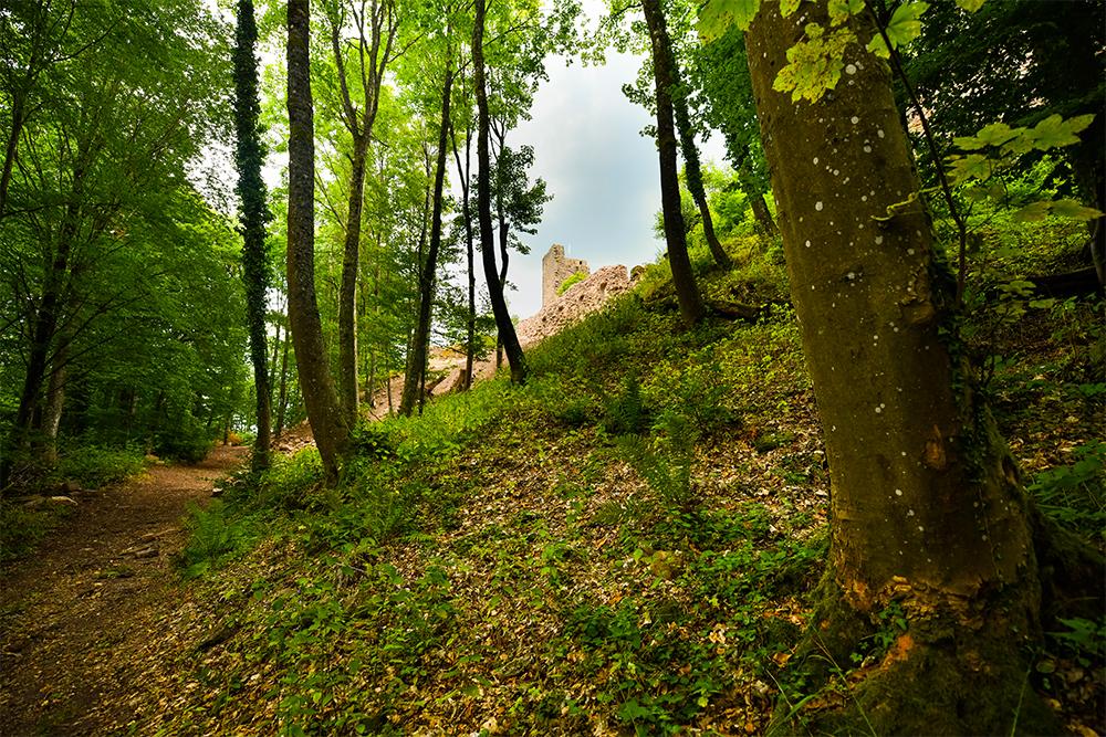 © Infra-Massif des Vosges