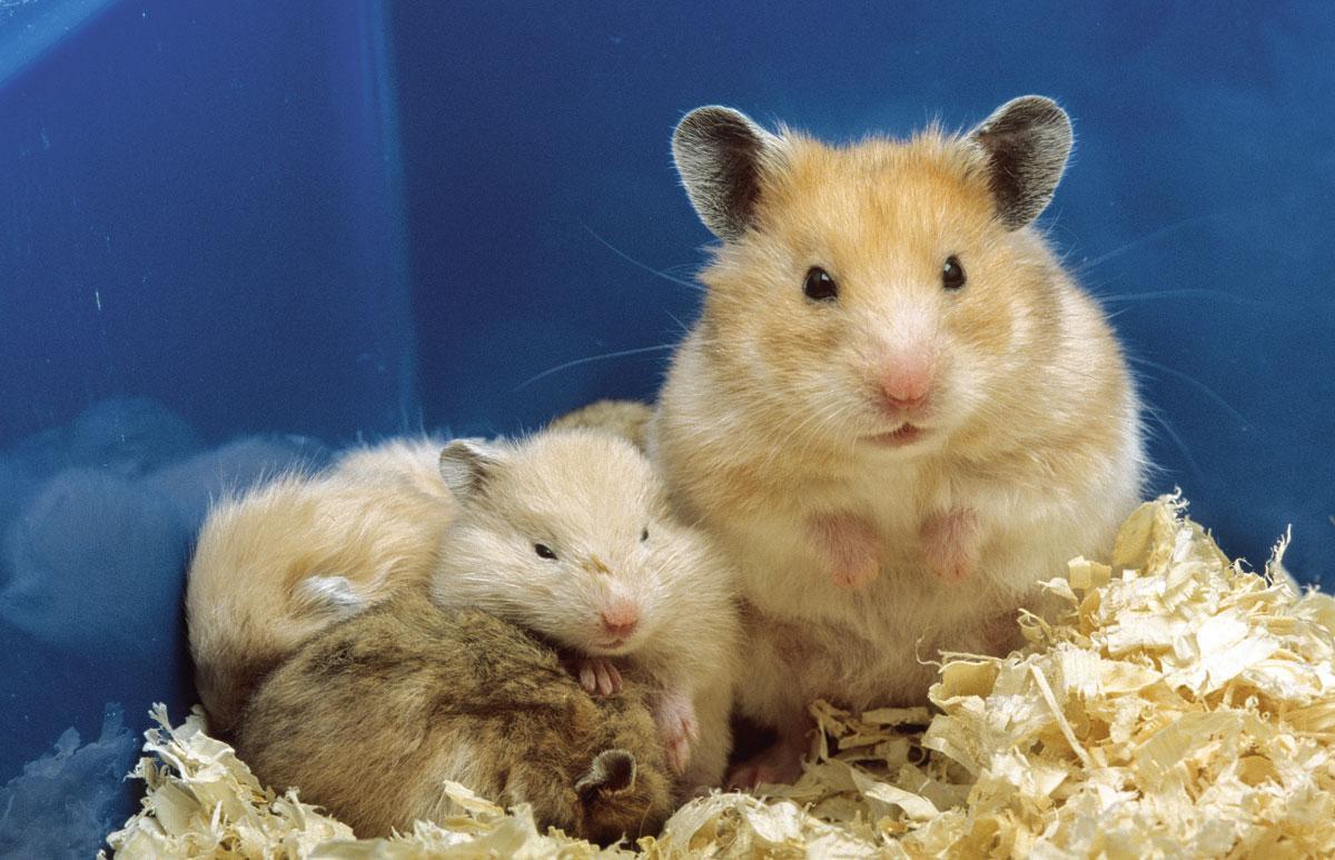 Chez le hamster doré, le groupe vacciné par voie nasale transmet cent fois moins le virus que le groupe vacciné par voie intramusculaire ou que le groupe non vacciné.