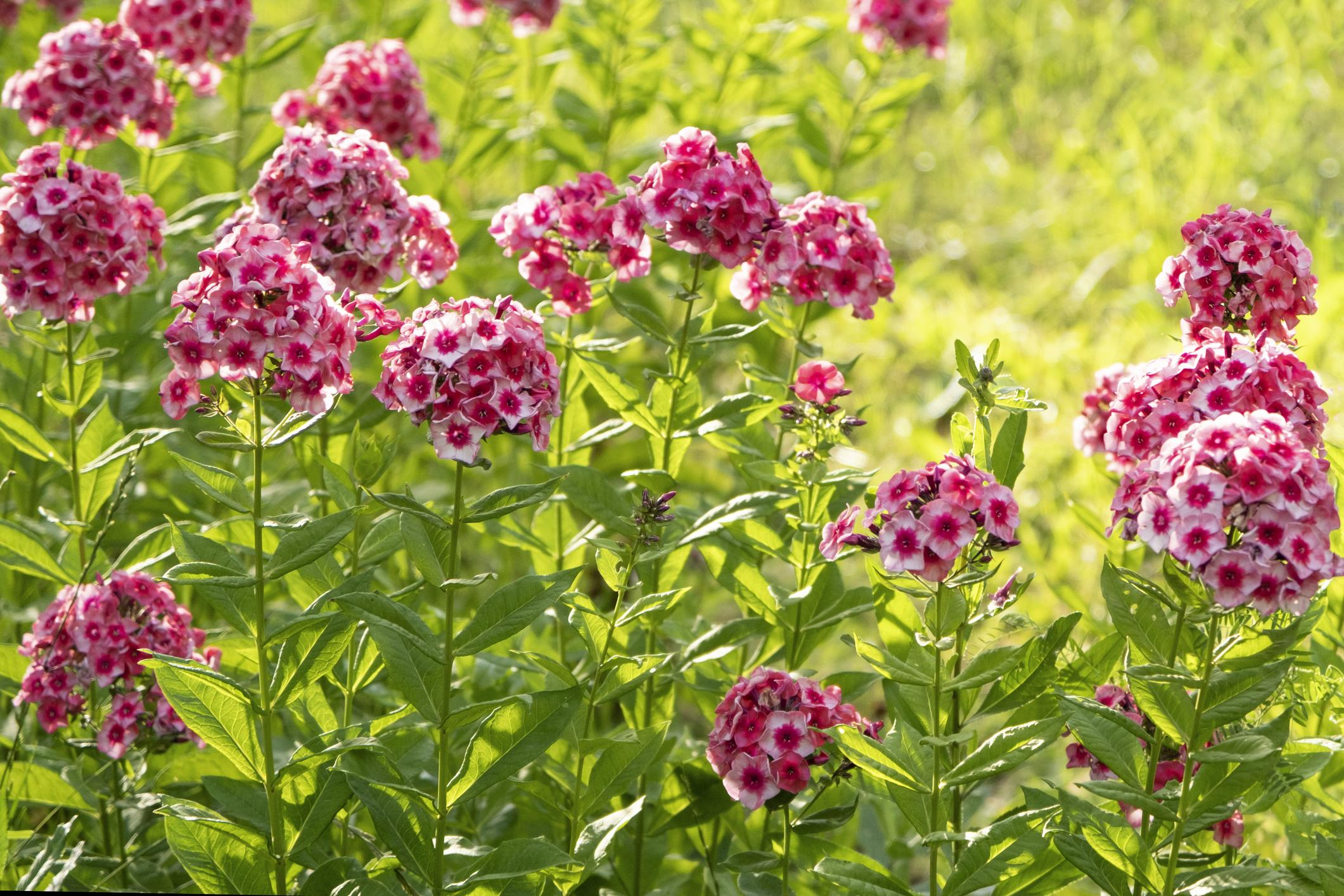 phlox-of-vlambloem-zorgt-voor-kleur-en-geur-in-je-tuin-libelle