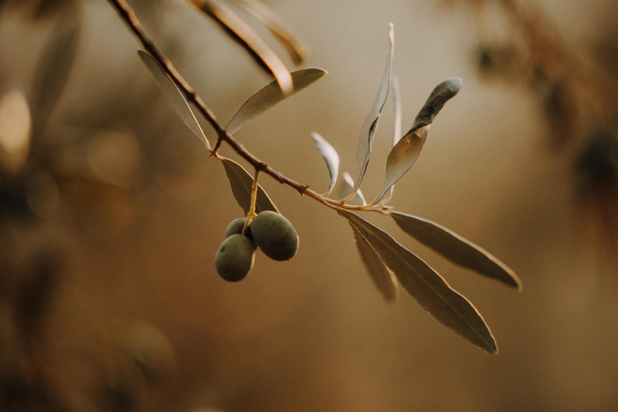 les plantes à éviter et à favoriser: olivier