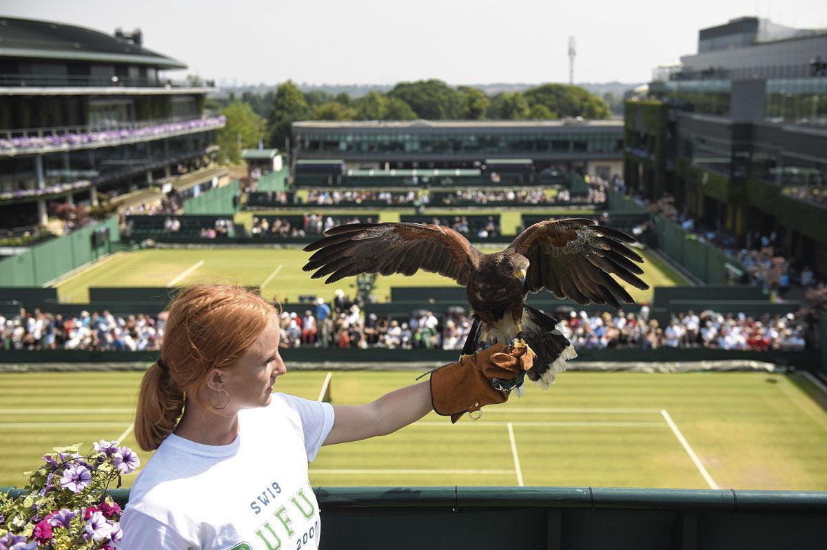 Rufus the Hawk est utilisé chaque année pour effrayer les pigeons qui autrefois perturbaient le déroulement du tournoi.