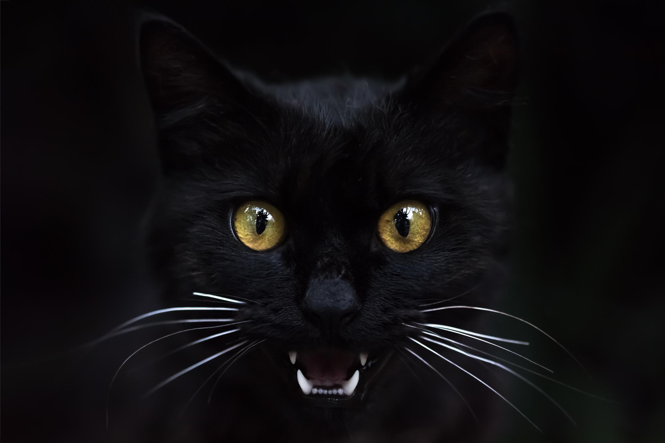 Exemple de superstition: Le chat noir,