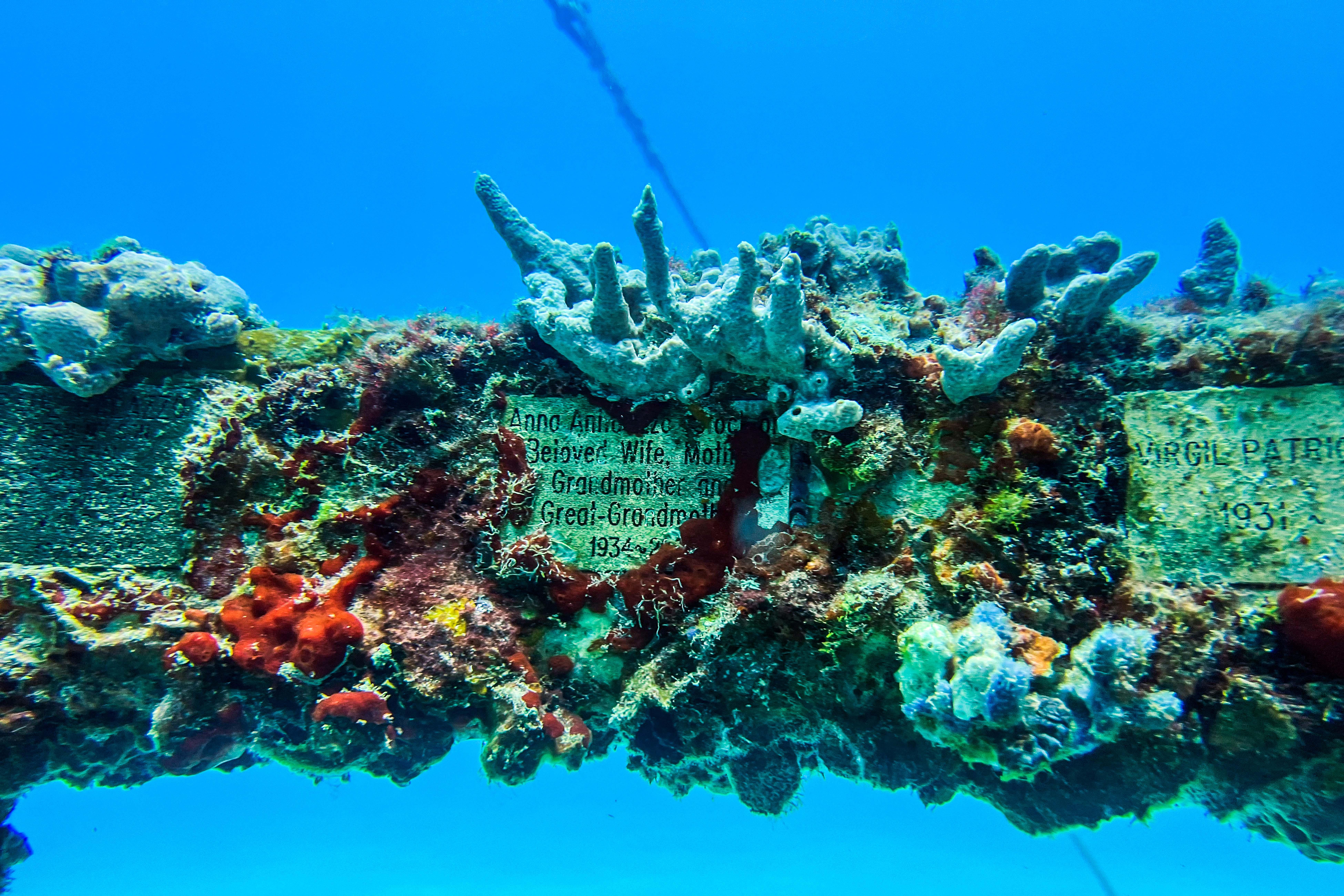 Le Neptune Memorial Reef, cimetière sous-marin utile a la faune aquatique