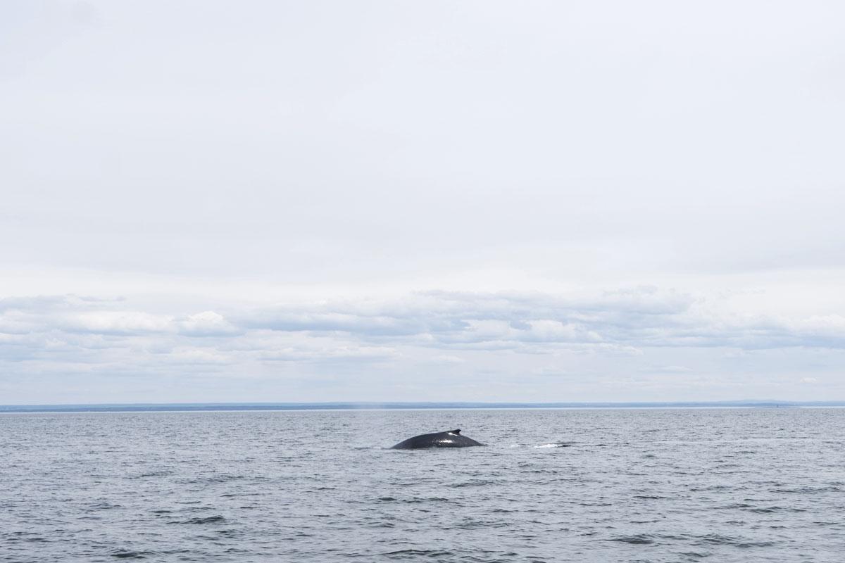 Moby Dick après le yoga matinal: en quête de calme et de tranquillité au Canada