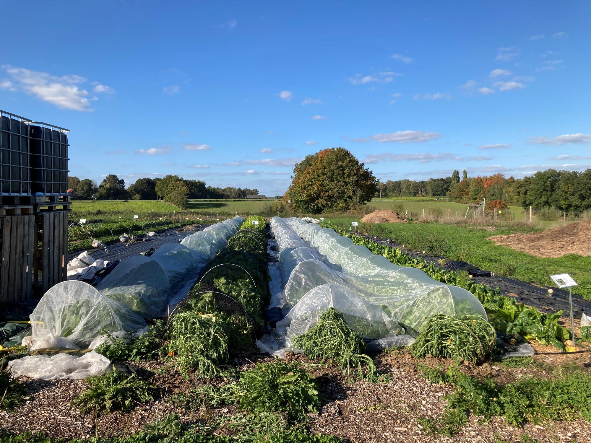 22 ares cultivés d'appétissantes salades, courges, épinards, de plusieurs variétés de choux, de plantes aromatiques