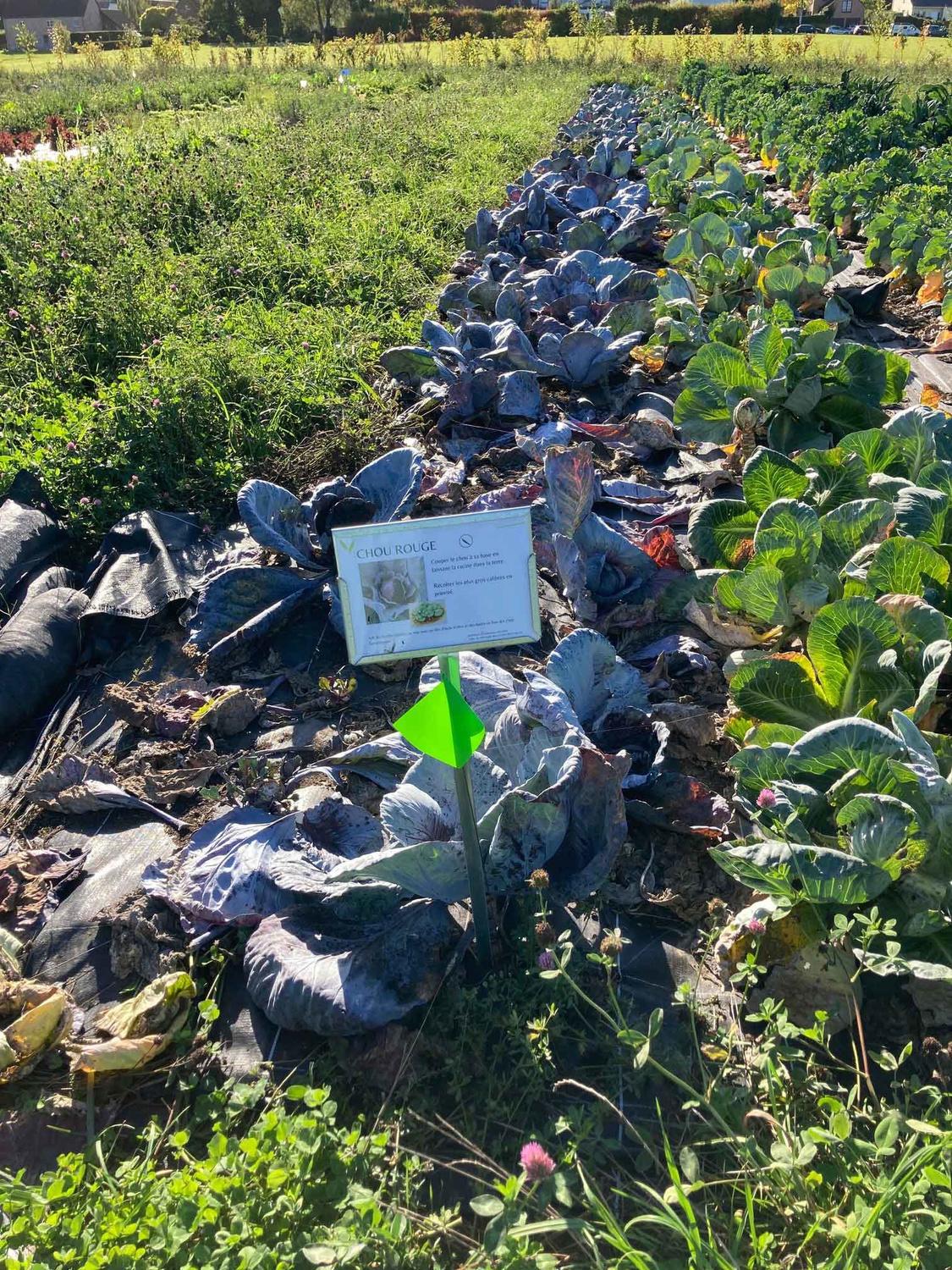 Un chou aux feuilles un peu grignotées par les limaces trouvera toujours preneur.