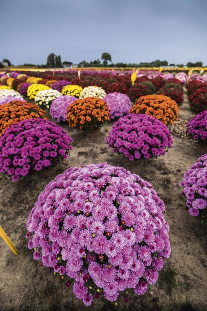 Volgroeid na 9 tot 20 weken - Kleine bolchrysanten zijn volgroeid na negen weken in buitenlucht. De grootste, met een diameter van 1 meter, hebben twintig weken nodig. September is de oogstmaand. Bloemenwinkels en supermarkten kiezen hun groottes en kleuren.