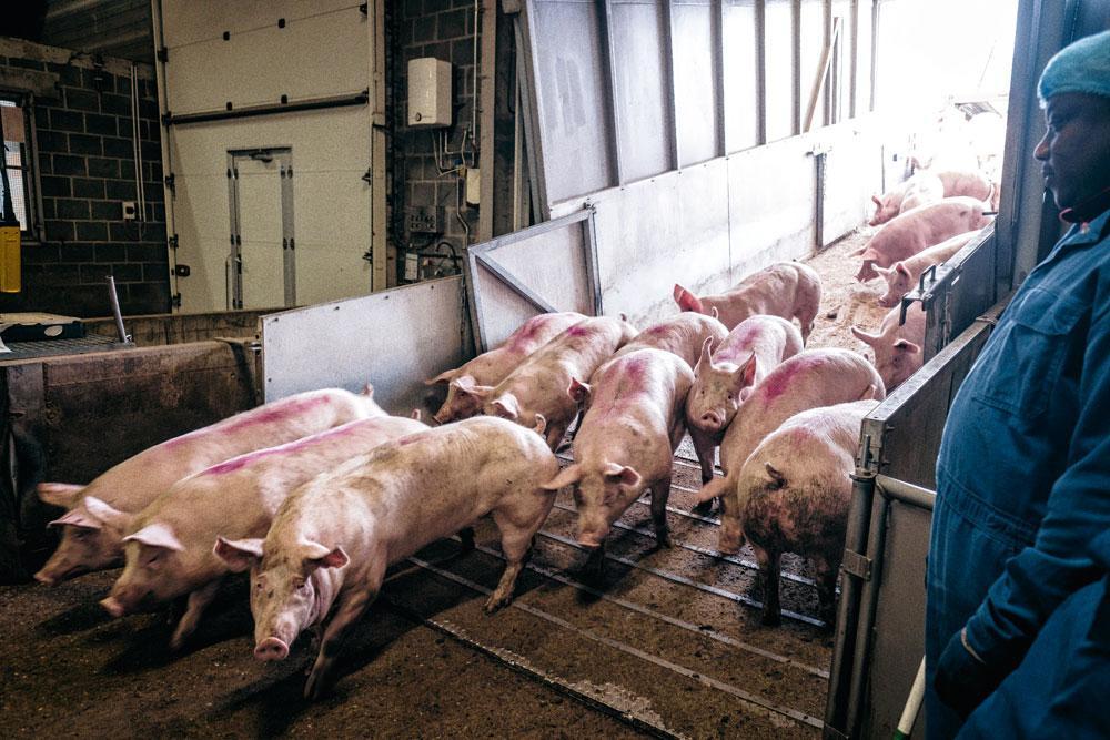 Varkens rusten in stallen - Tussen 4 en 15 uur worden ongeveer 5000 varkens gelost bij de slachterij. De voorbije vier tot zes maanden zijn ze vetgemest tot 90 à 110 kg. De jongste tien uur kregen ze geen eten meer, zodat ze zo weinig mogelijk mest in zich dragen.
