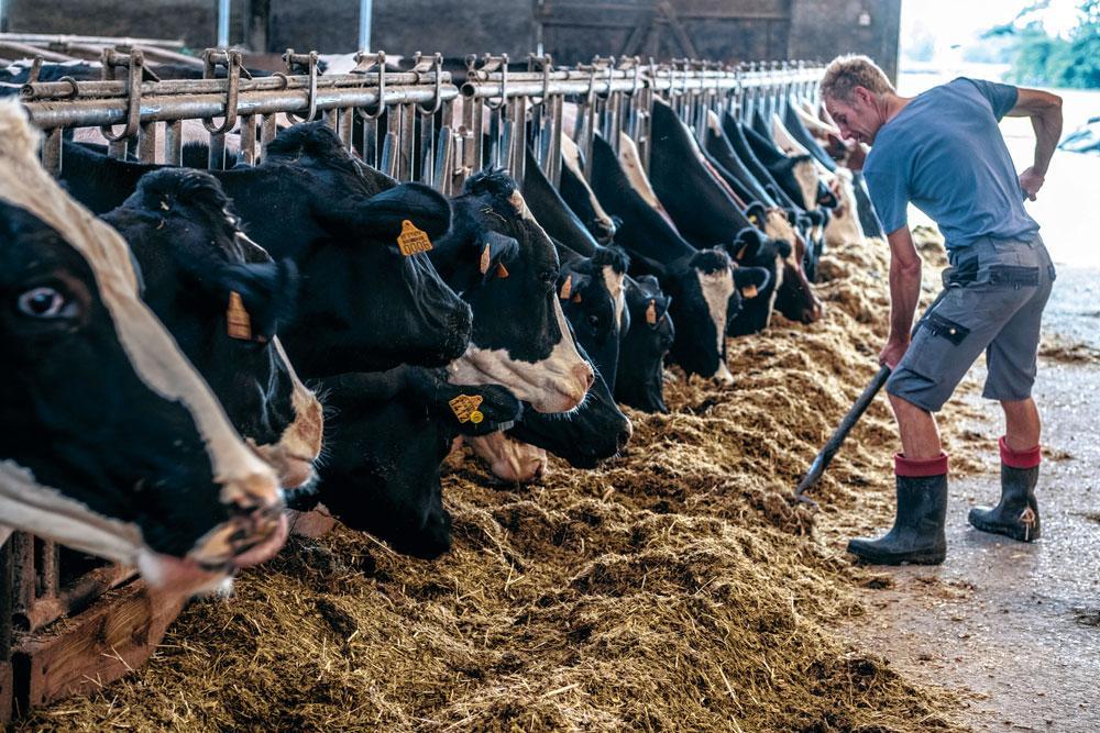 1 Melk van de buren - De melk voor de Berloumi-kaas van De Zuivelarij komt altijd van dezelfde lokale boerderij, op amper 500 meter van fabriek. Met een eigen transporttank van 2800 liter wordt de melk viermaal per week opgehaald bij de boer.