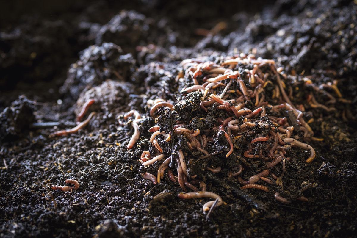 1. Geen regenworm De wormen zetten organisch materiaal  om in een natuurlijke bodemverbeteraar. Pur Ver werkt met de wormensoort eisenia fetida. 