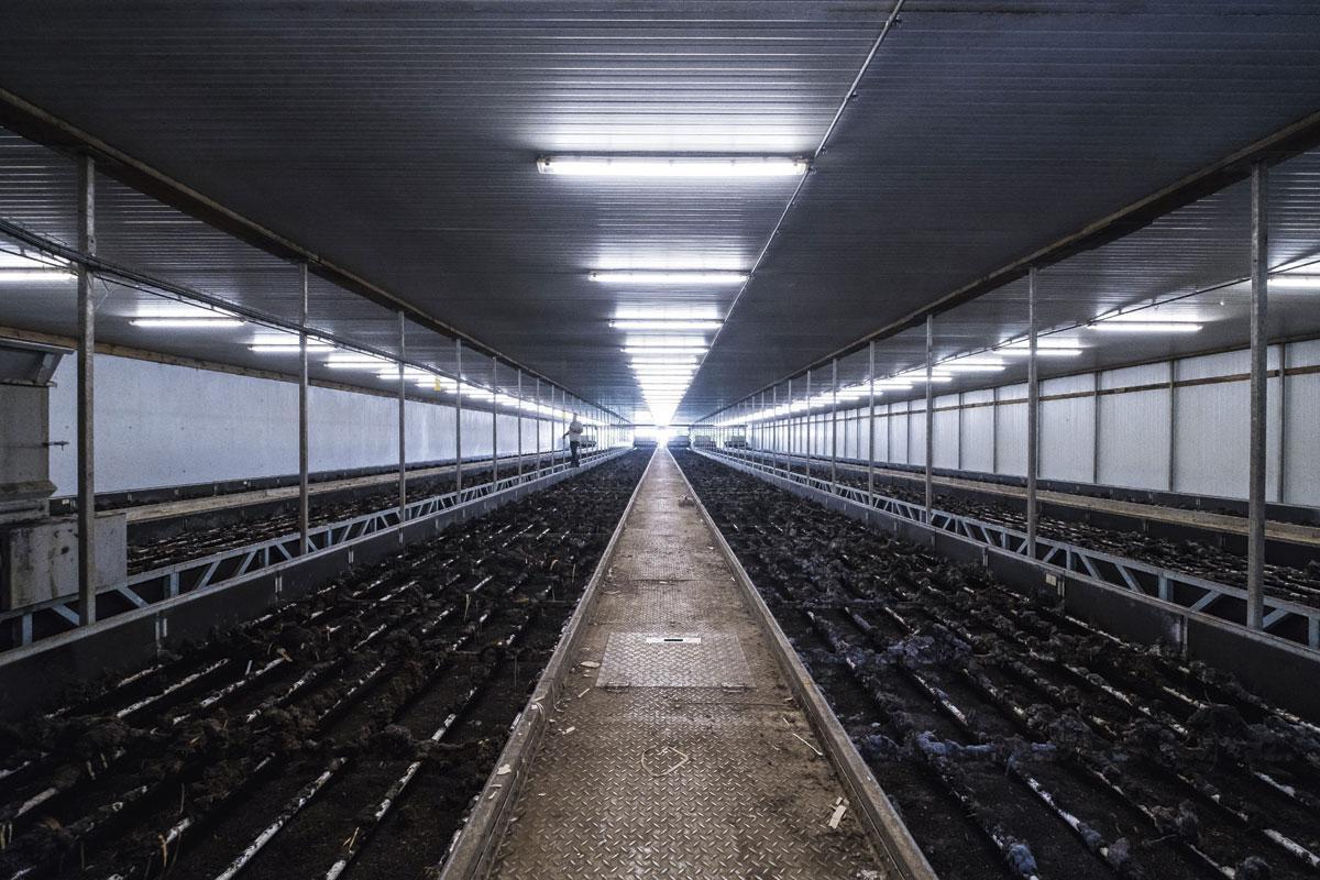 4. Wormen voederen De pap wordt in karretjes geladen, die op een spoor over de productielijn rijden. Zo'n lijn is een bak van 40 à 70 meter lang en 2,5 meter breed, gevuld met plantaardig materiaal. 