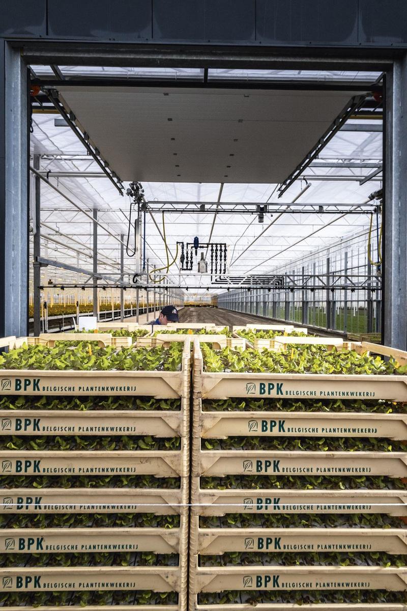 Stekjes van de buurman - Dagelijks arriveren bij Goni stekjes van een nabijgelegen plantenkweker. Uit de duizenden kleine potjes aarde steken groene en rode scheutjes triosla van 2 tot 3 centimeter hoog.