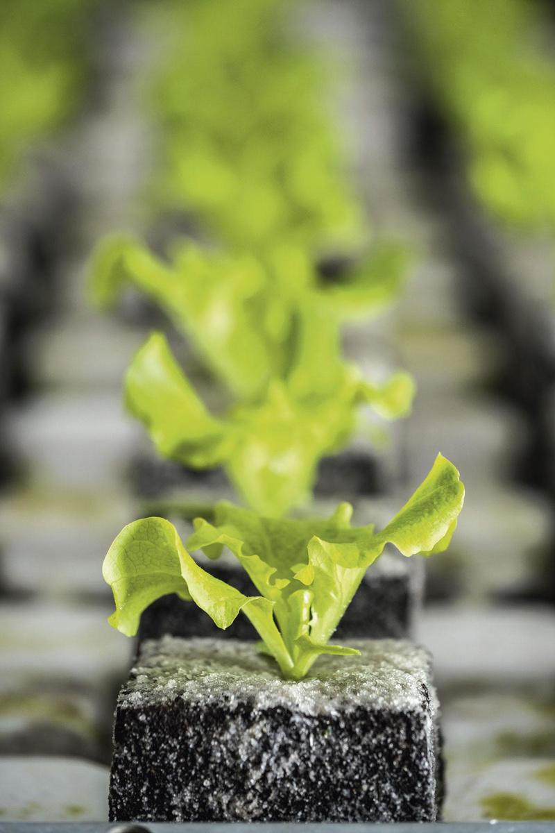 Ruimte en licht doet groeien - Zes dagen planten, zes dagen oogsten. Dat is het werkritme in de serres van Goni. De jonge plantjes krijgen eerst ruimte en licht, zodat ze groeien in de hoogte en de breedte. Dat is de vooropkweek. Na een paar dagen geven de medewerkers ze nog meer ruimte. Na die manuele fase start het geautomatiseerde traject.