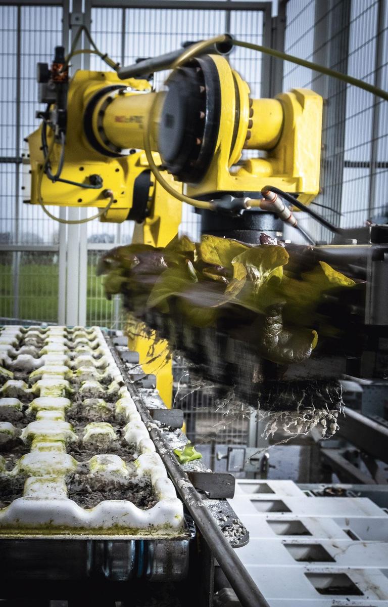 De robotarm plant de sla - De robotarm plant elk uur 10.000 kroppen triosla. Onvermoeibaar neemt hij ze rij per rij op uit de witte bakjes. Na een halve draai plant hij ze in lange plastic goten, 46 kroppen per goot. Daar wordt geen gram aarde aan toegevoegd. In totaal draaien er 6000 goten in het systeem.