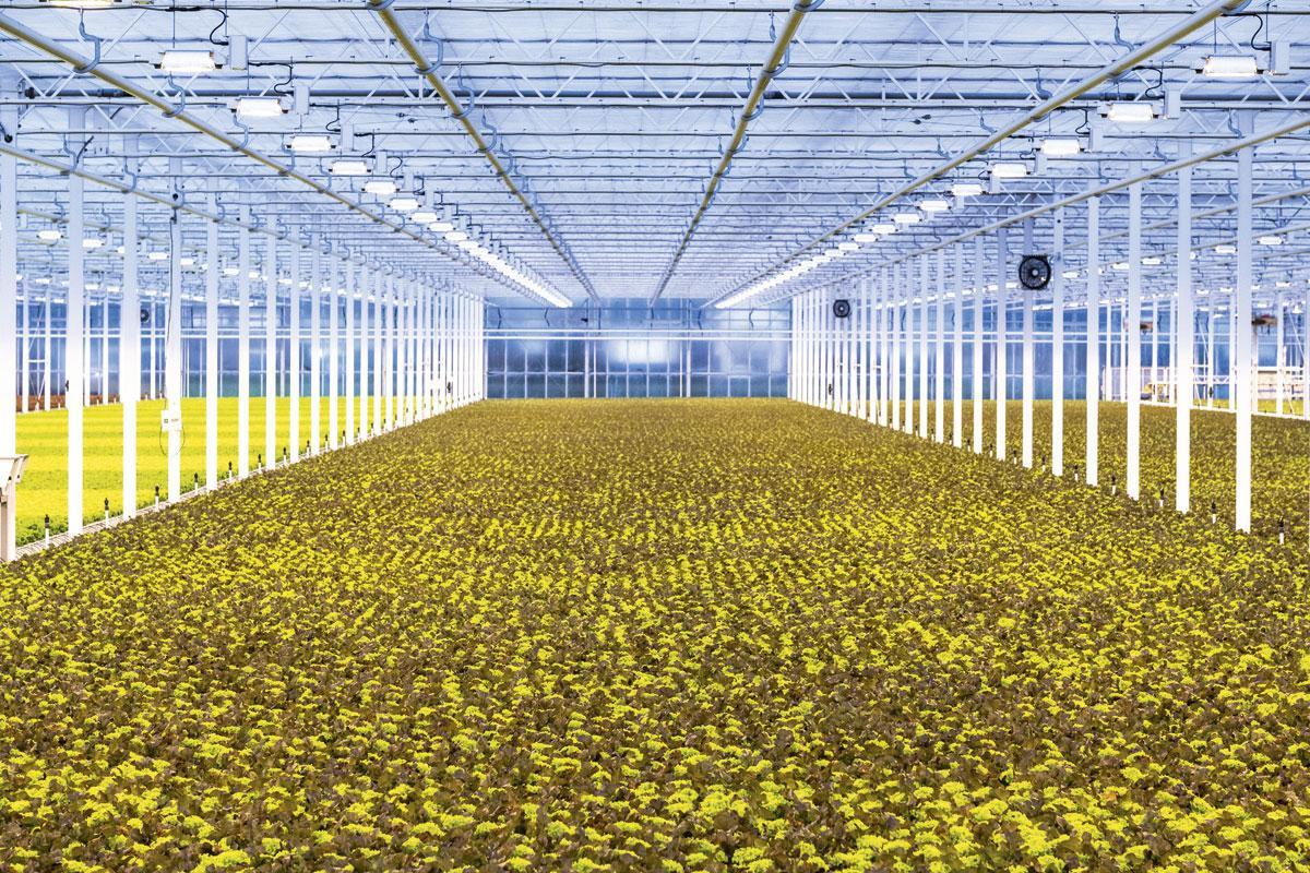 Geen zorgen over het weer - Sla kweken in volle grond is moeilijk door de beperkingen op sproeistoffen, de lange periodes van droogte, de handenarbeid en extreem weer zoals hagel. Al die factoren sluiten de serres uit. Er heerst een stabiel klimaat van 16 graden overdag, 85 procent luchtvochtigheid en CO2 uit de eigen warmte-krachtkoppeling. Planten gebruiken die CO2 om te groeien. De warmte-krachtkoppeling produceert ook elektriciteit. Ook de verlichting in de serre draait erop.