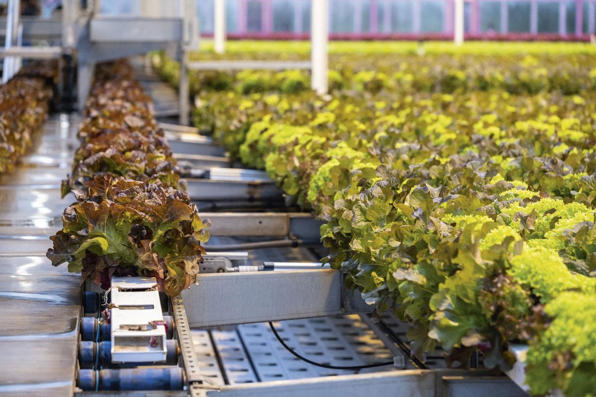 Het veld beweegt constant - Nadat ze geplant zijn op het kunststofveld, schuiven de mobiele goten met kroppen sla van achteren naar voren. Ze doen er ongeveer vier weken over om de goed 180 meter af te leggen. In die tijd krijgen ze steeds meer ruimte, waardoor ze steeds voller groeien. Dankzij die variërende ruimte kan Goni vier keer zoveel sla planten als op eenzelfde oppervlakte in volle grond.