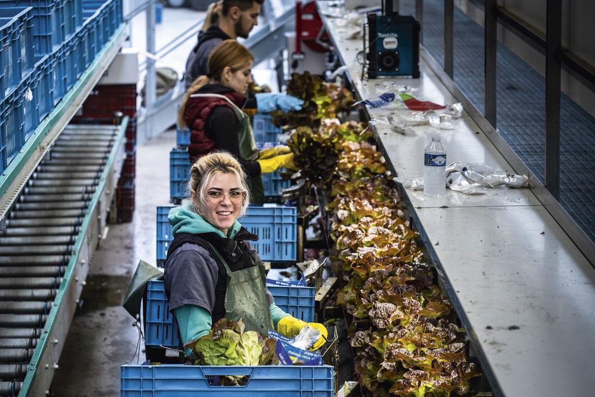 Blindelings oogsten - 500 kroppen sla oogsten de vier tot zes productiemedewerkers per uur. Ze halen ze met de hand uit de voorbijglijdende goot en steken ze in een papieren of plastic zak.