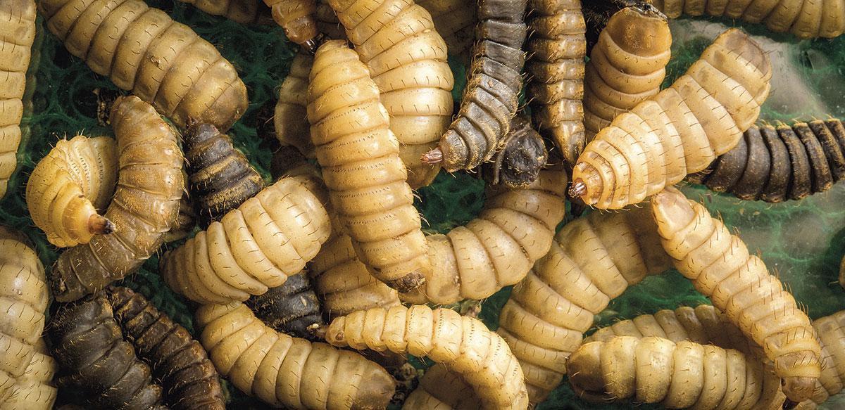 ZWARTE WAPENVLIEG De larven zijn een uitzonderlijk rijke bron van eiwitten, vetten en micro- voedingsstoffen.
