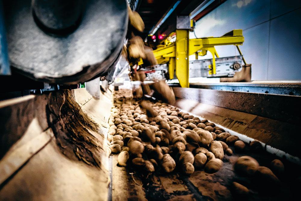 1 Naar het controlelabo - Aan de loskade van Agristo staat een twintigtal trailers met aardappelen. Van elke trailer vertrekt een staal naar het controlelabo, waar keurmeesters de aardappelen controleren op grootte, beschadigingen en verkleuringen. Ook het percentage zetmeel wordt gemeten. Agristo werkt hoofdzakelijk met drie aardappelvariëteiten - de fontana, de challenger en de innovator.