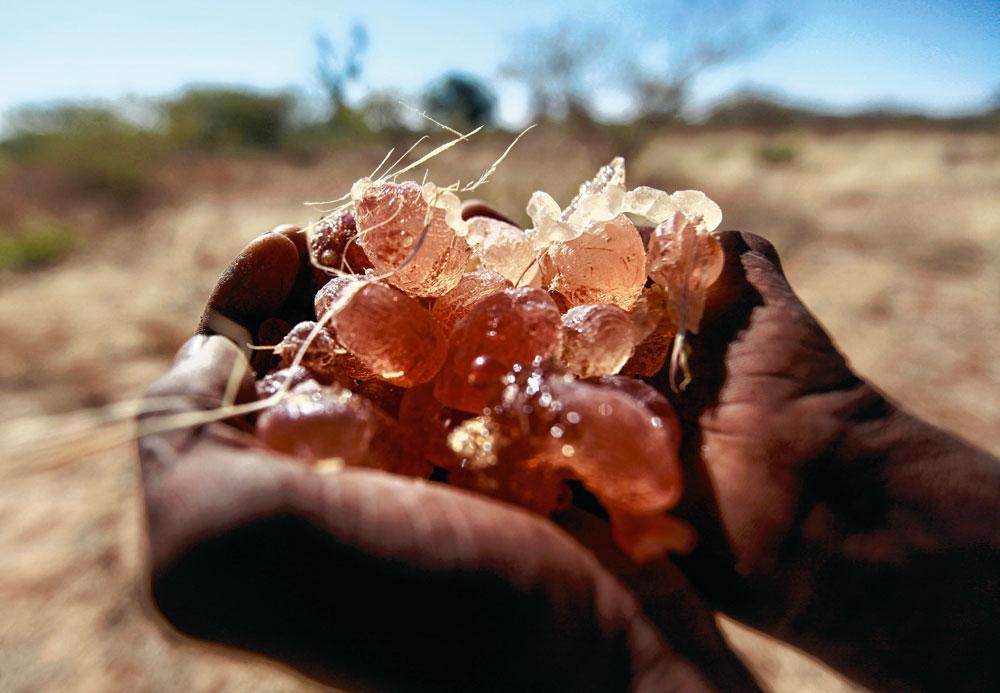 1 Hars van de acaciaboom - Arabische gom is plantaardige hars die wordt gewonnen uit acaciabomen uit Kordofan in Soedan (zie kader Oorlogsnoepjes). 
