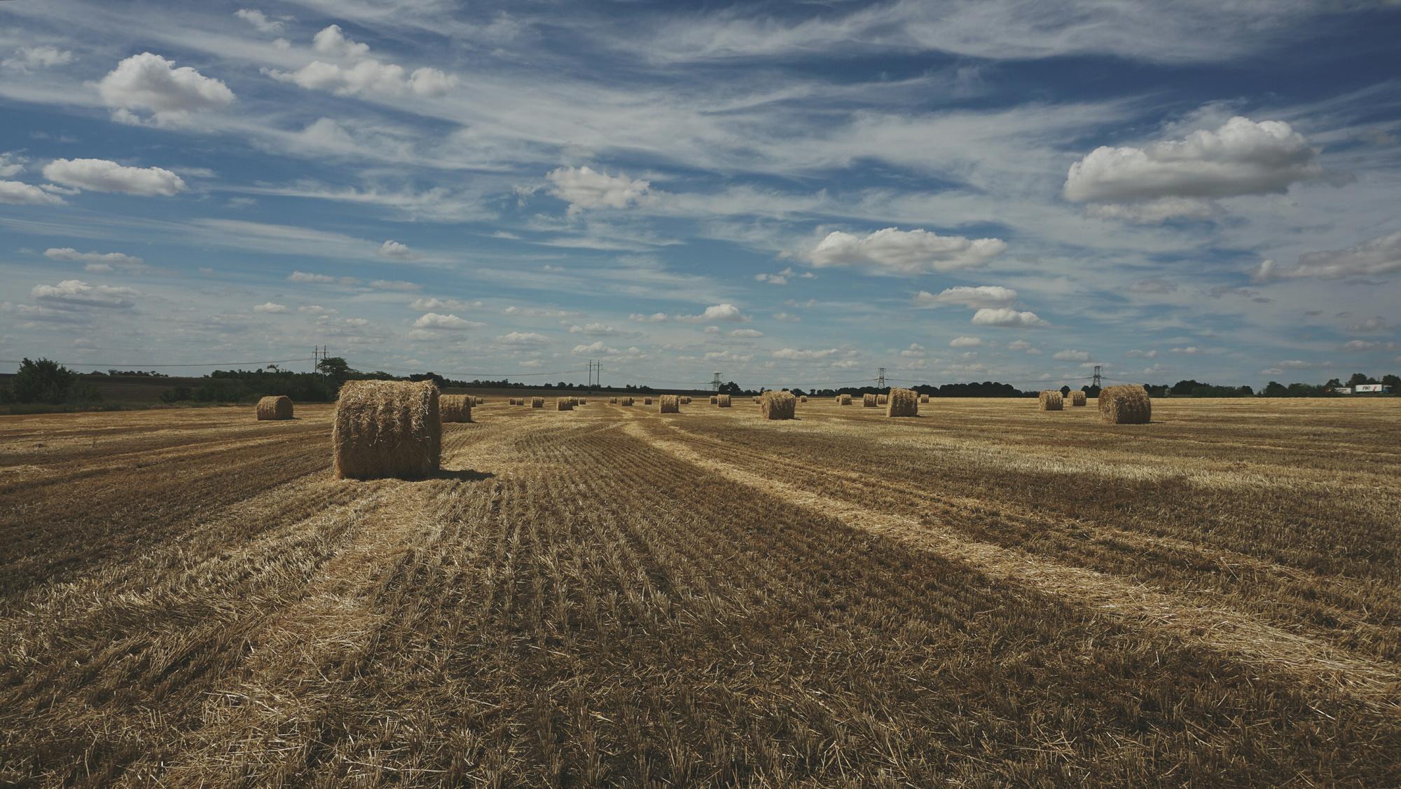 Le circuit court, une solution à la pénurie de farine et d'huile ?