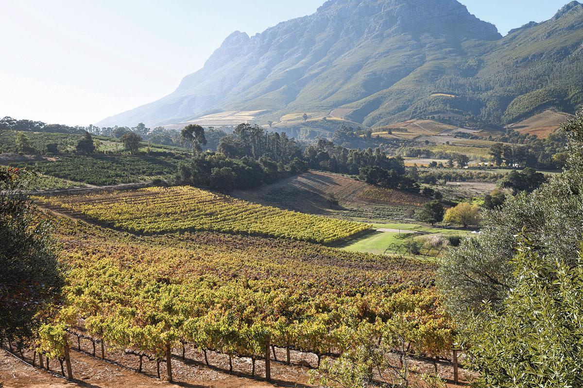Dans la région vallonnée de Stellenbosch, c'est en 1655 que la Compagnie néerlandaise importe pour la première fois des plants de vigne.