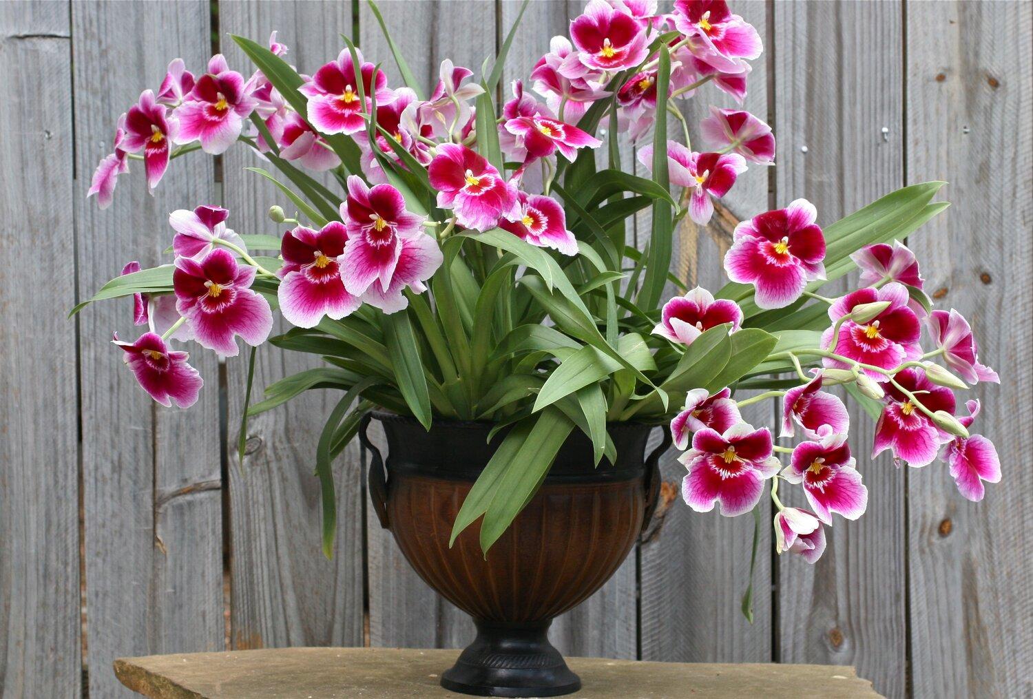 viooltjesorchidee