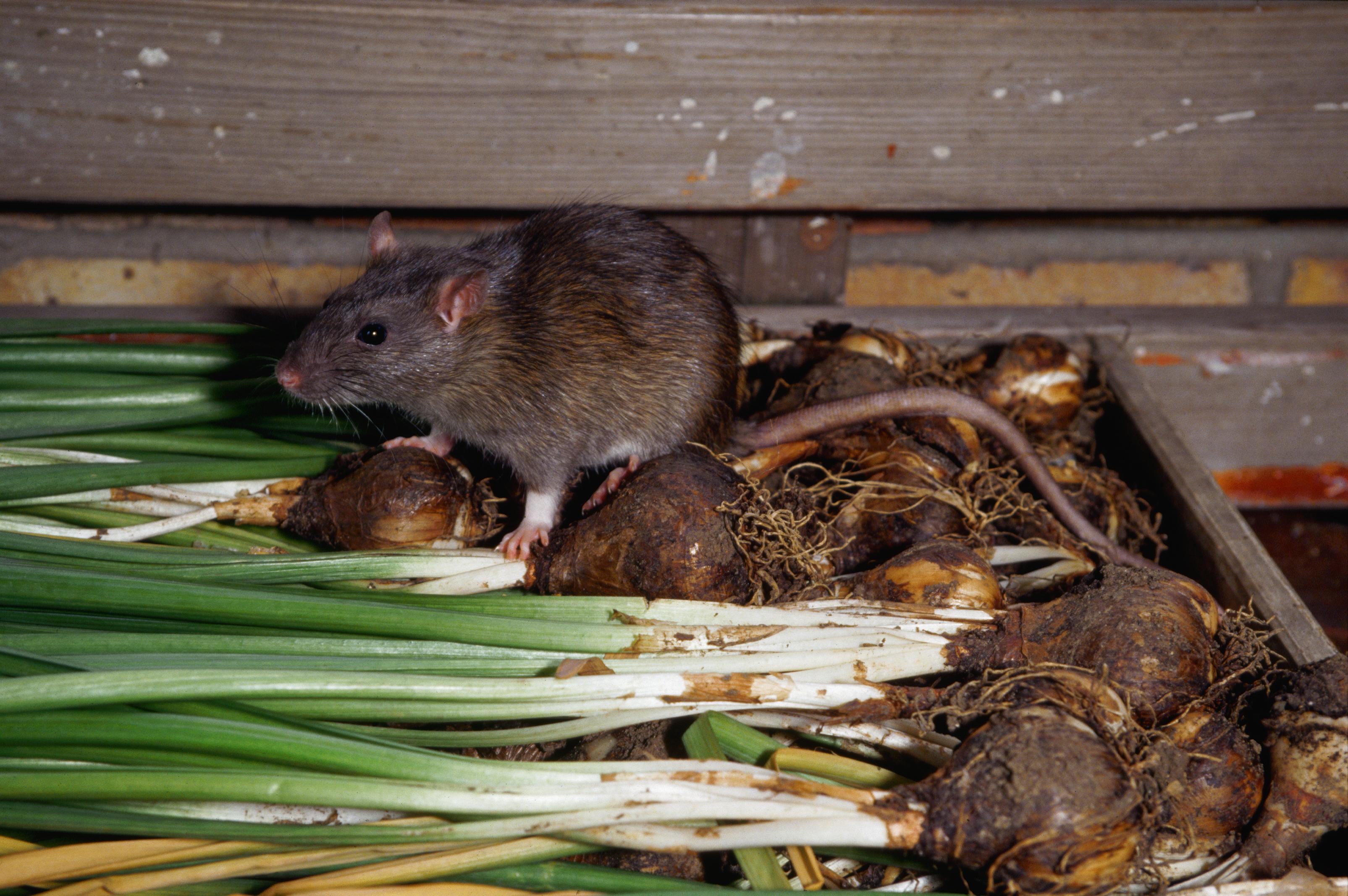 verschil rat muis