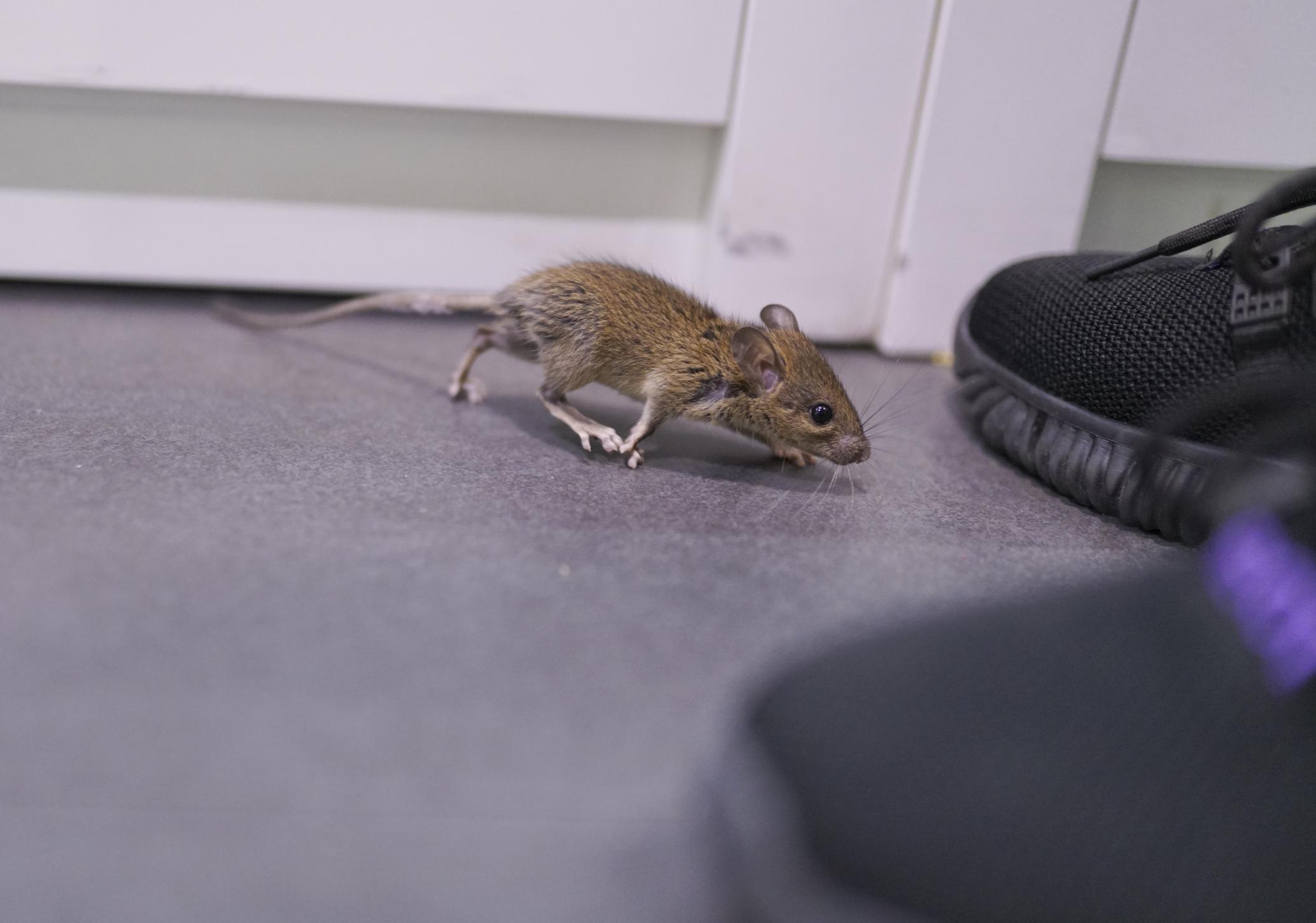verschil muis en rat